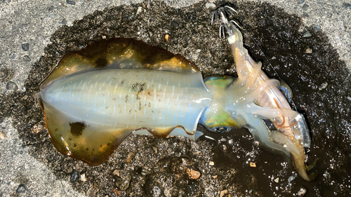 アオリイカの釣果