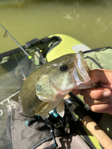 ラージマウスバスの釣果