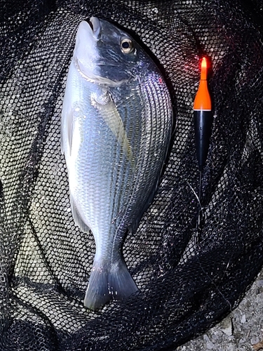 ヘダイの釣果