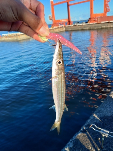 ヤマトカマスの釣果