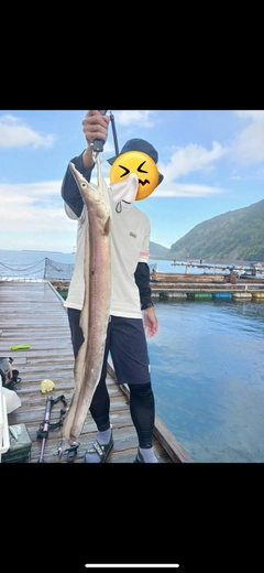 ハモの釣果