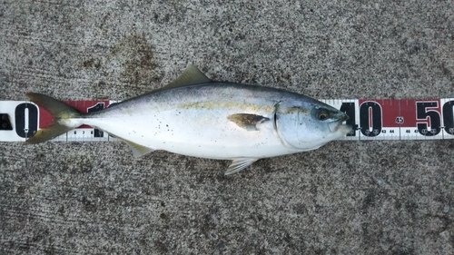 イナダの釣果