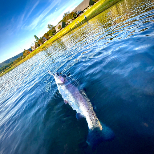 ニジマスの釣果