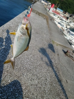 ショゴの釣果