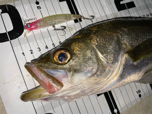 シーバスの釣果