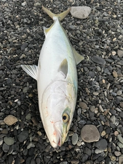 イナダの釣果