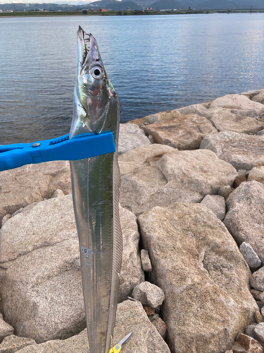 タチウオの釣果