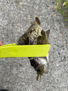 タケノコメバルの釣果