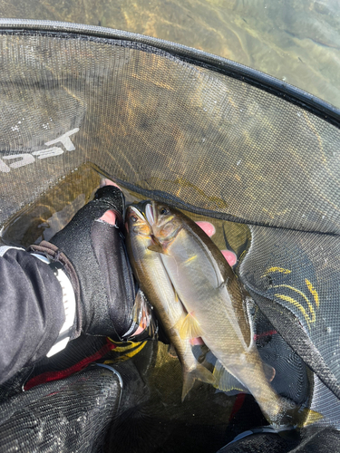 アユの釣果