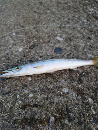 カマスの釣果