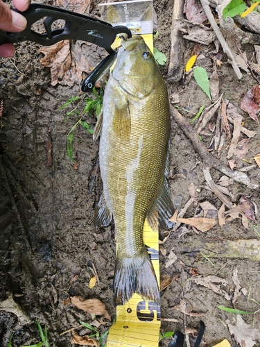 スモールマウスバスの釣果