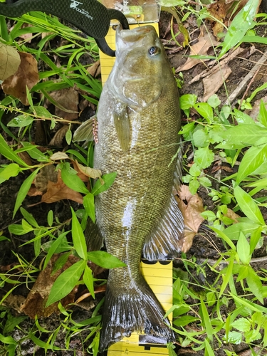 スモールマウスバスの釣果