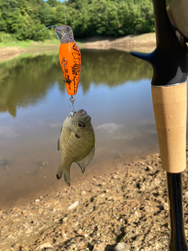 ブルーギルの釣果