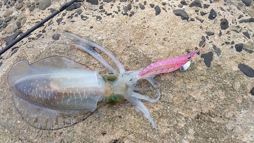 アオリイカの釣果