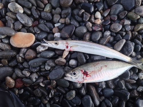 カマスの釣果