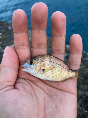 タイの釣果