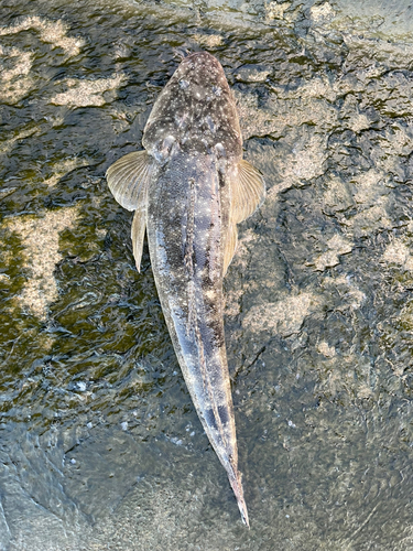 マゴチの釣果