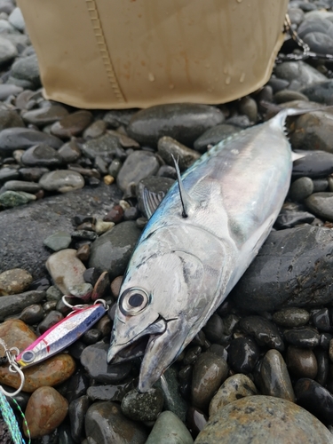 スマカツオの釣果