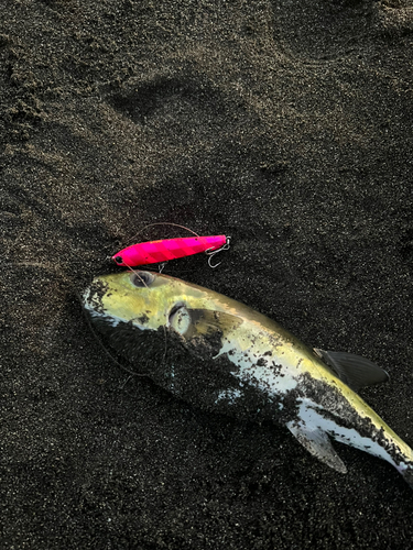 シロサバフグの釣果