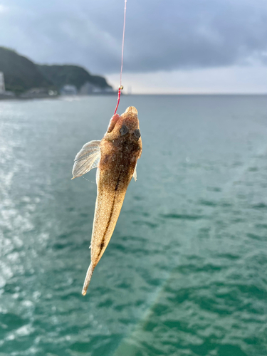 メゴチの釣果