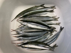 サヨリの釣果