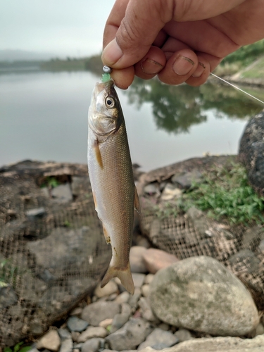 ウグイの釣果