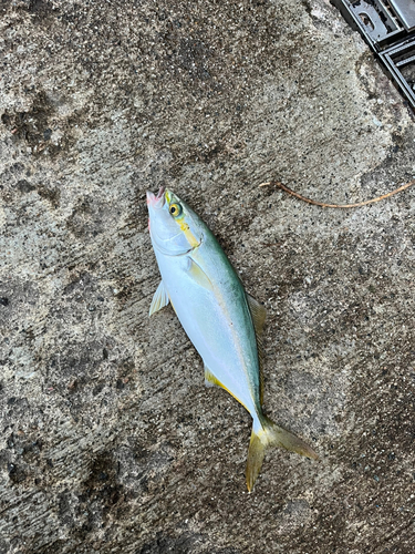 ツバイソの釣果