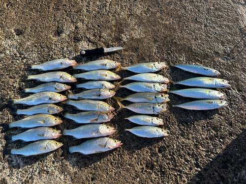 アジの釣果