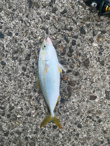 ツバイソの釣果