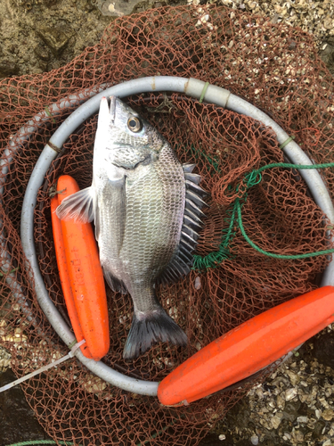 メイタの釣果