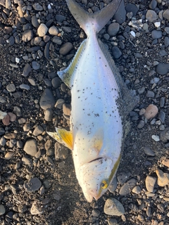 ショゴの釣果