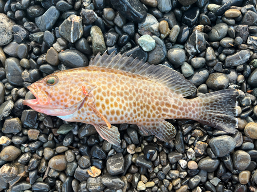 オオモンハタの釣果