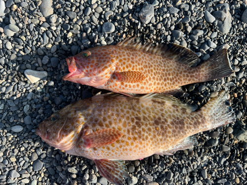 オオモンハタの釣果