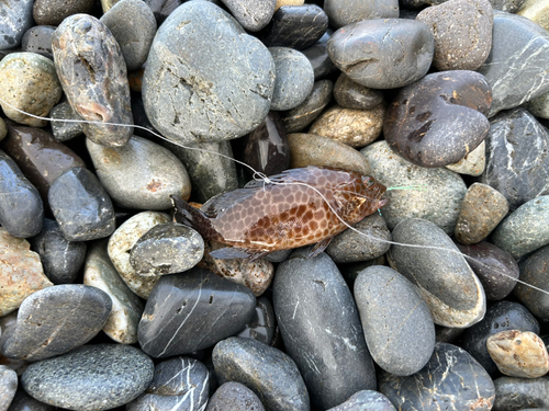 オオモンハタの釣果