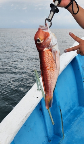 アマダイの釣果