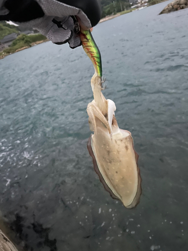 コウイカの釣果