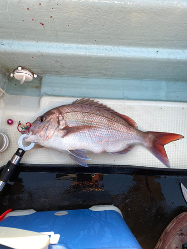 マダイの釣果