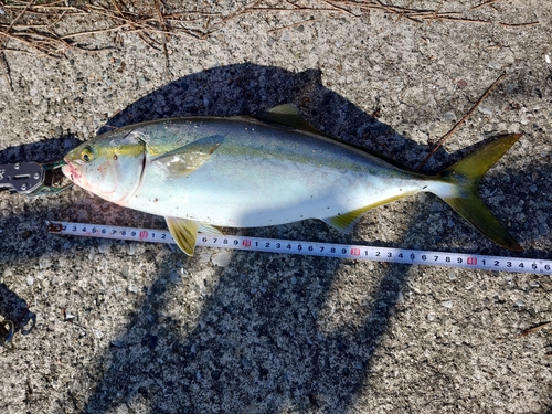 イナダの釣果