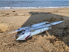 カマスの釣果