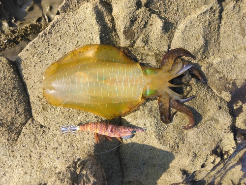 アオリイカの釣果