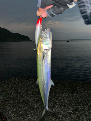 サゴシの釣果