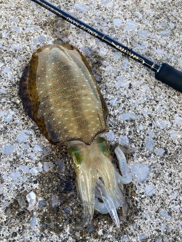 アオリイカの釣果