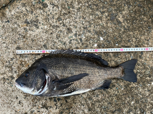 チヌの釣果