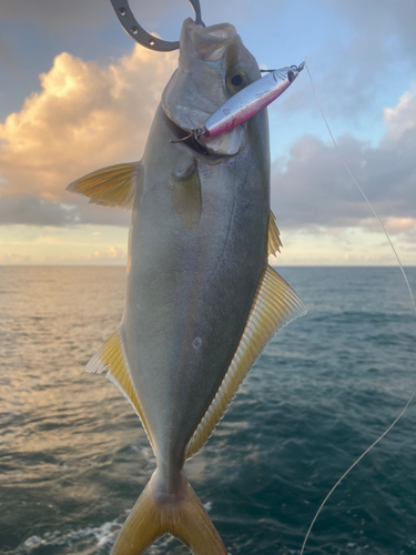 ショゴの釣果