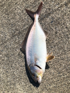 ショゴの釣果