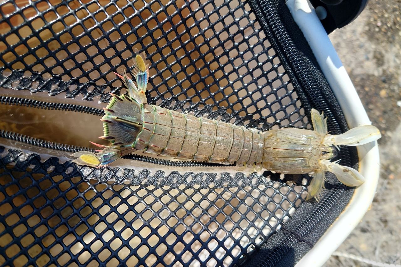 シャコ