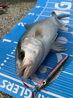 ショゴの釣果