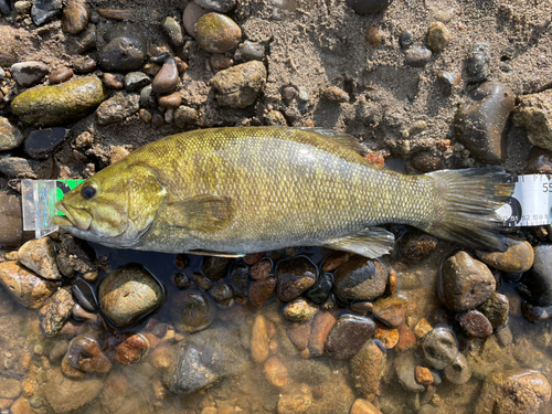 スモールマウスバスの釣果