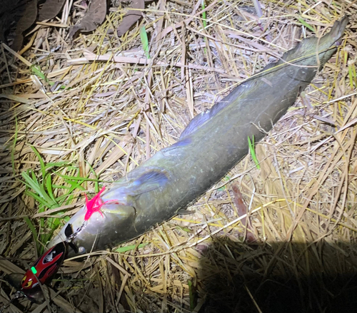 ナマズの釣果