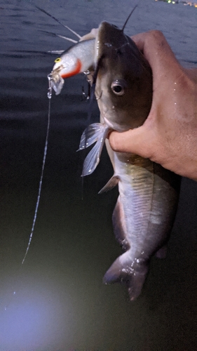 アメリカナマズの釣果